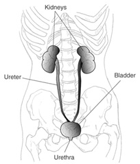 Illustration of the urinary tract or system consisting of the kidneys, ureters, bladder, and urethra.